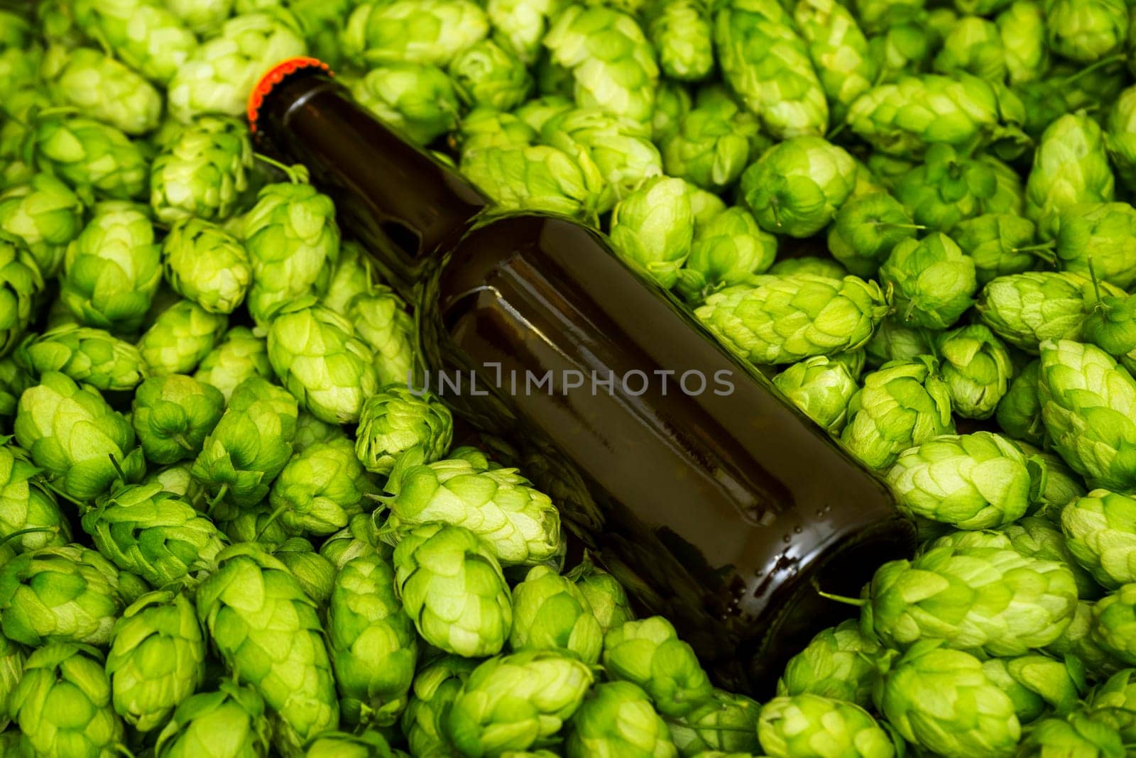 Blank beer bottle lying on green hop cones, craft beer mockup templates by andreyz