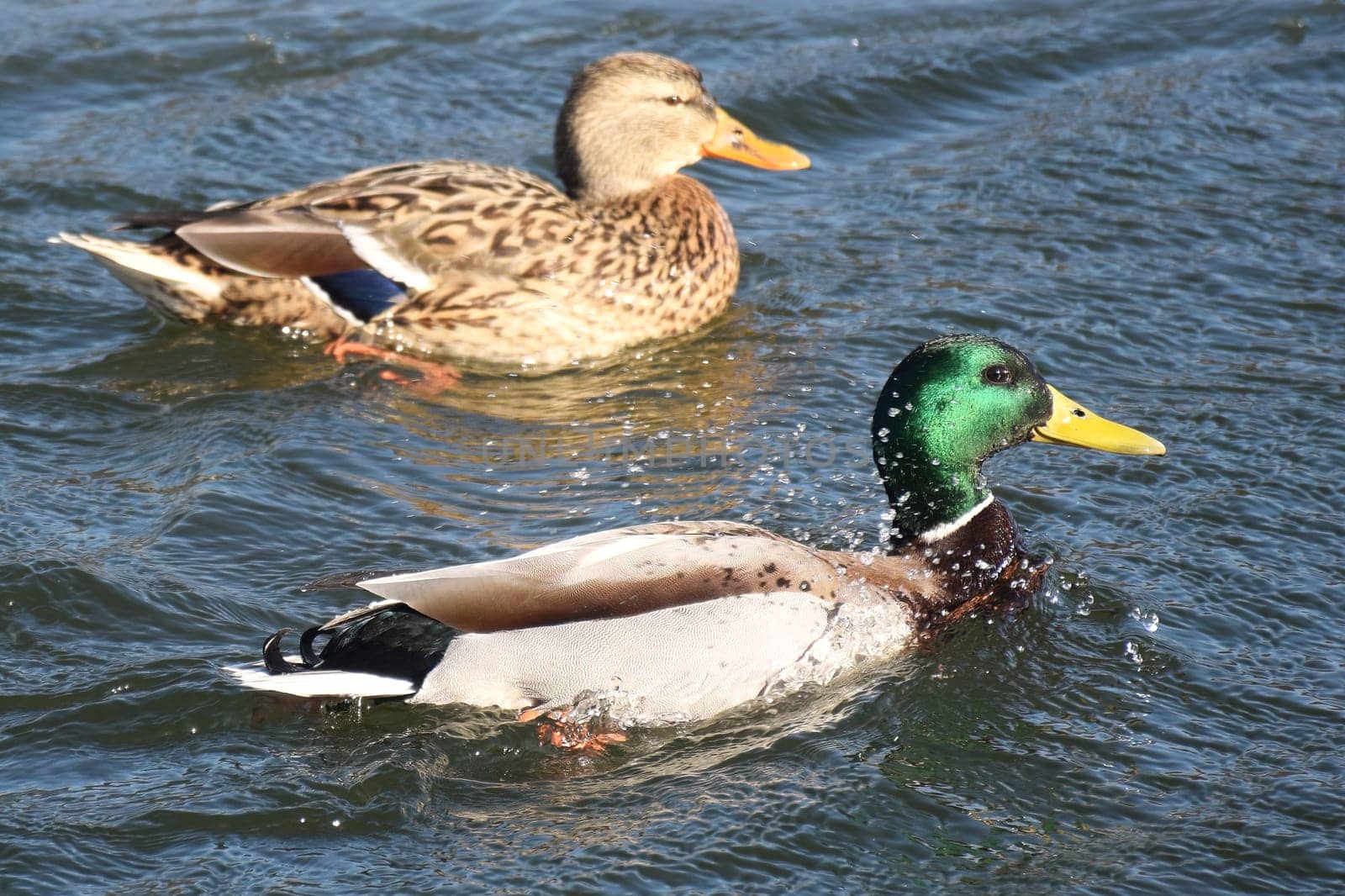 Duck with open wings on a pond. Duck flying over a pond. Duck with open wings. Wild duck. Wild Fauna