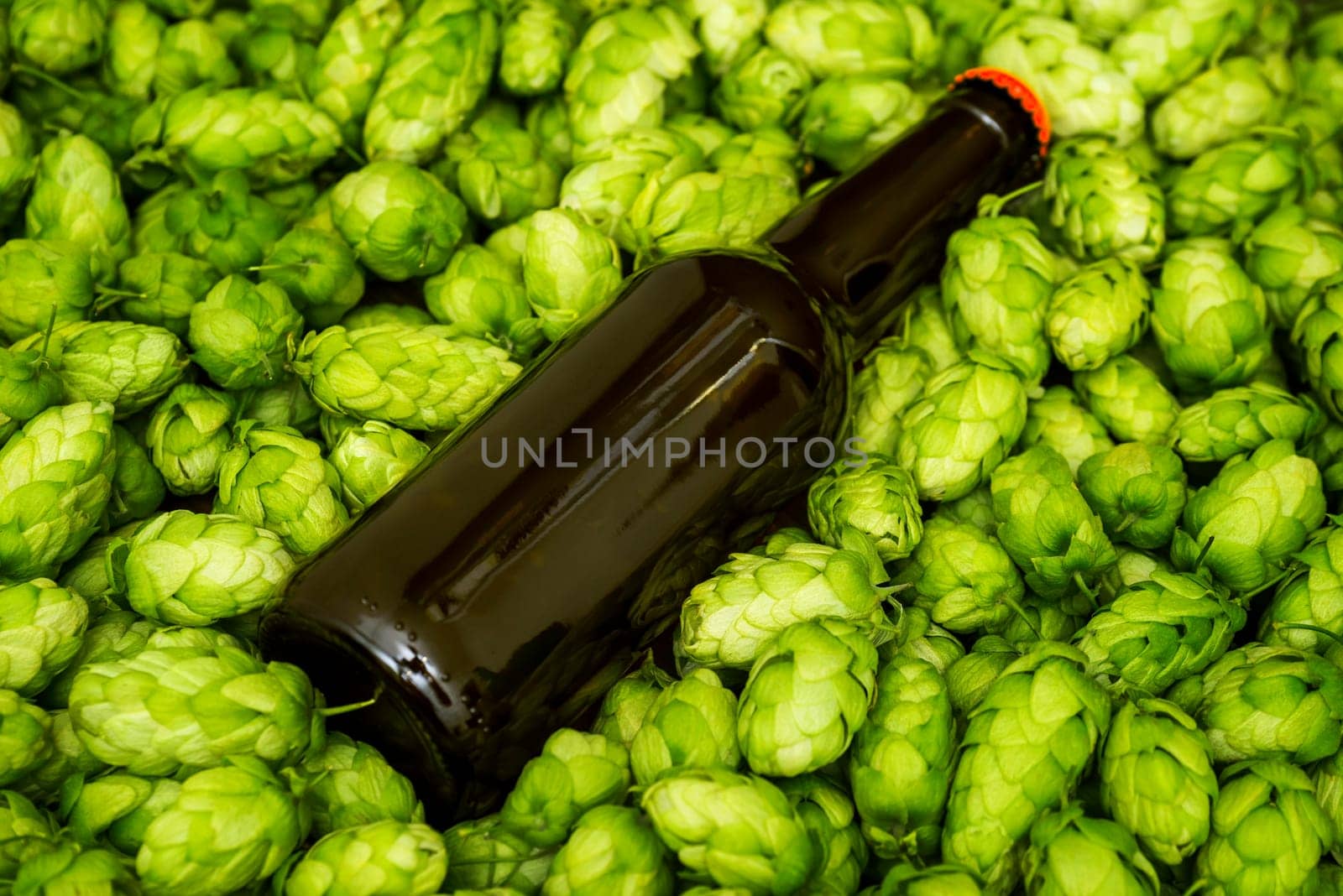 Blank beer bottle lying on green hop cones, craft beer mockup templates, with empty space to place your label or design.