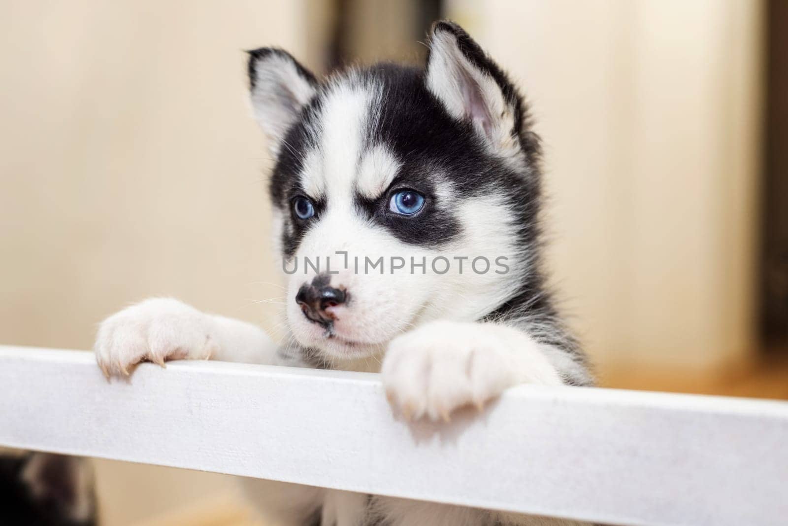 Portrait of a curious little Siberian Husky puppy. Pets indoors.