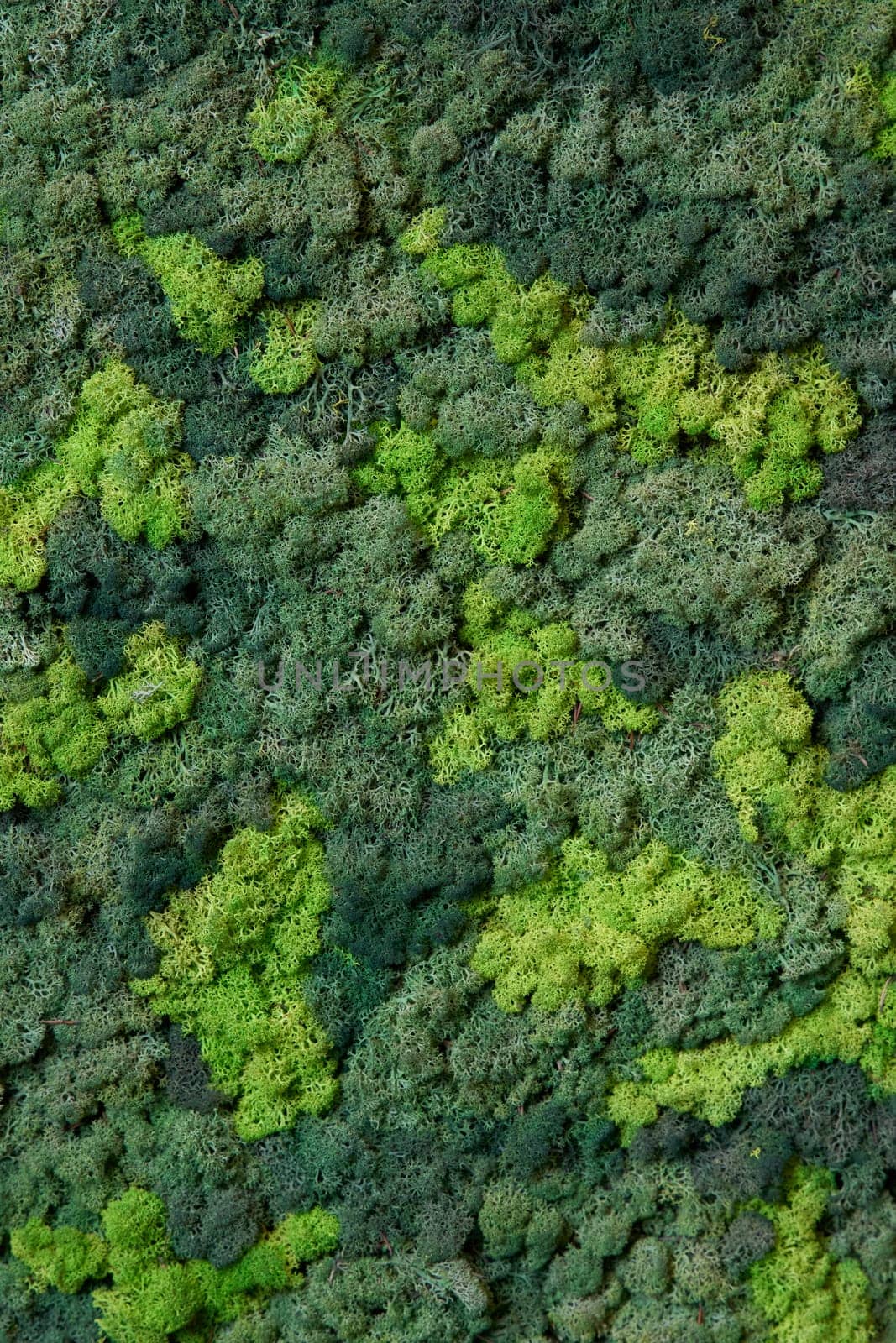 close up view of a canvas made of natural moss of different colors, high resolution. High quality photo