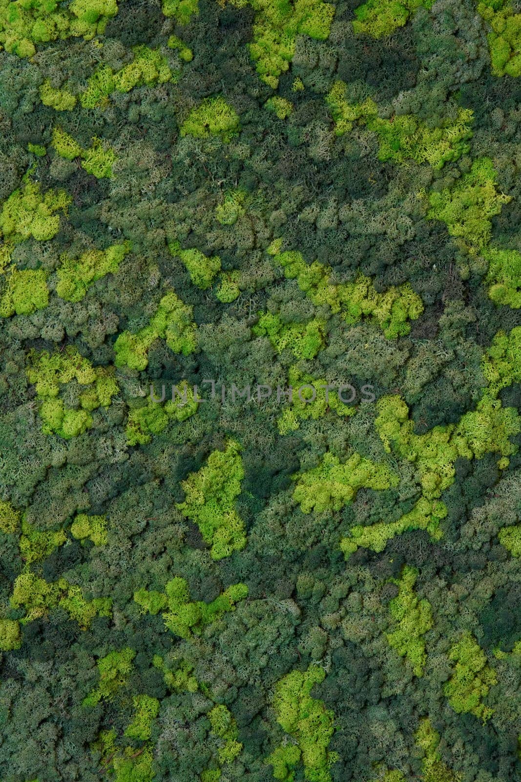 close up view of a canvas made of natural moss of different colors, high resolution by vladimirdrozdin