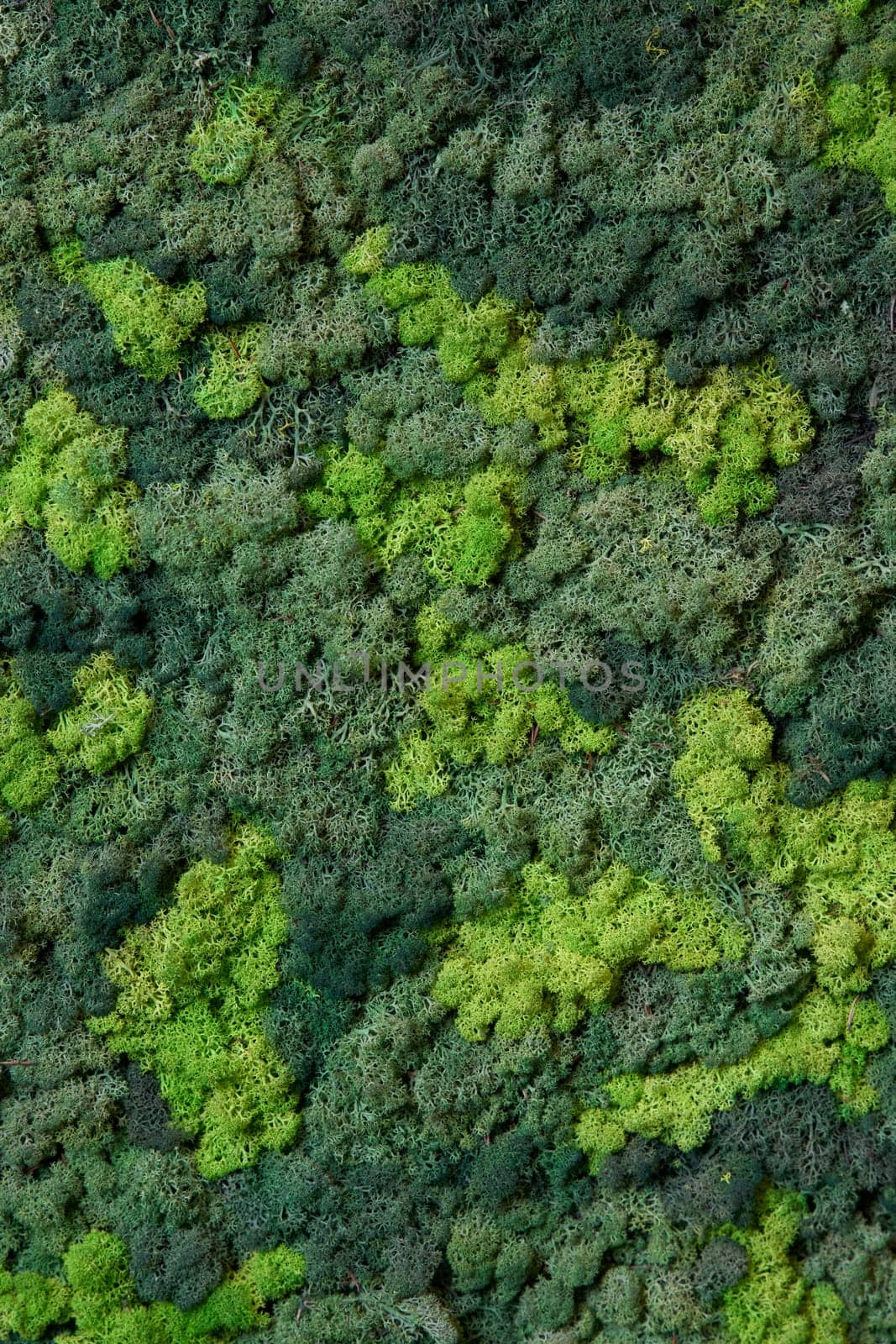 close up view of a canvas made of natural moss of different colors, high resolution. High quality photo