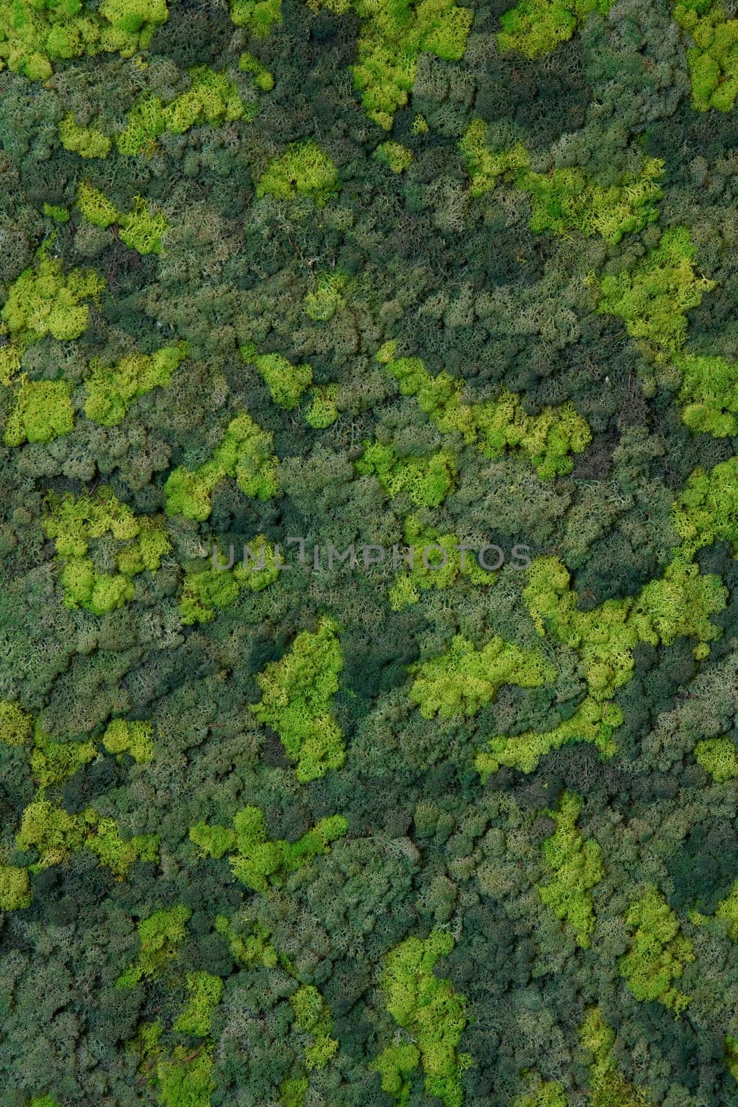 close up view of a canvas made of natural moss of different colors, high resolution by vladimirdrozdin