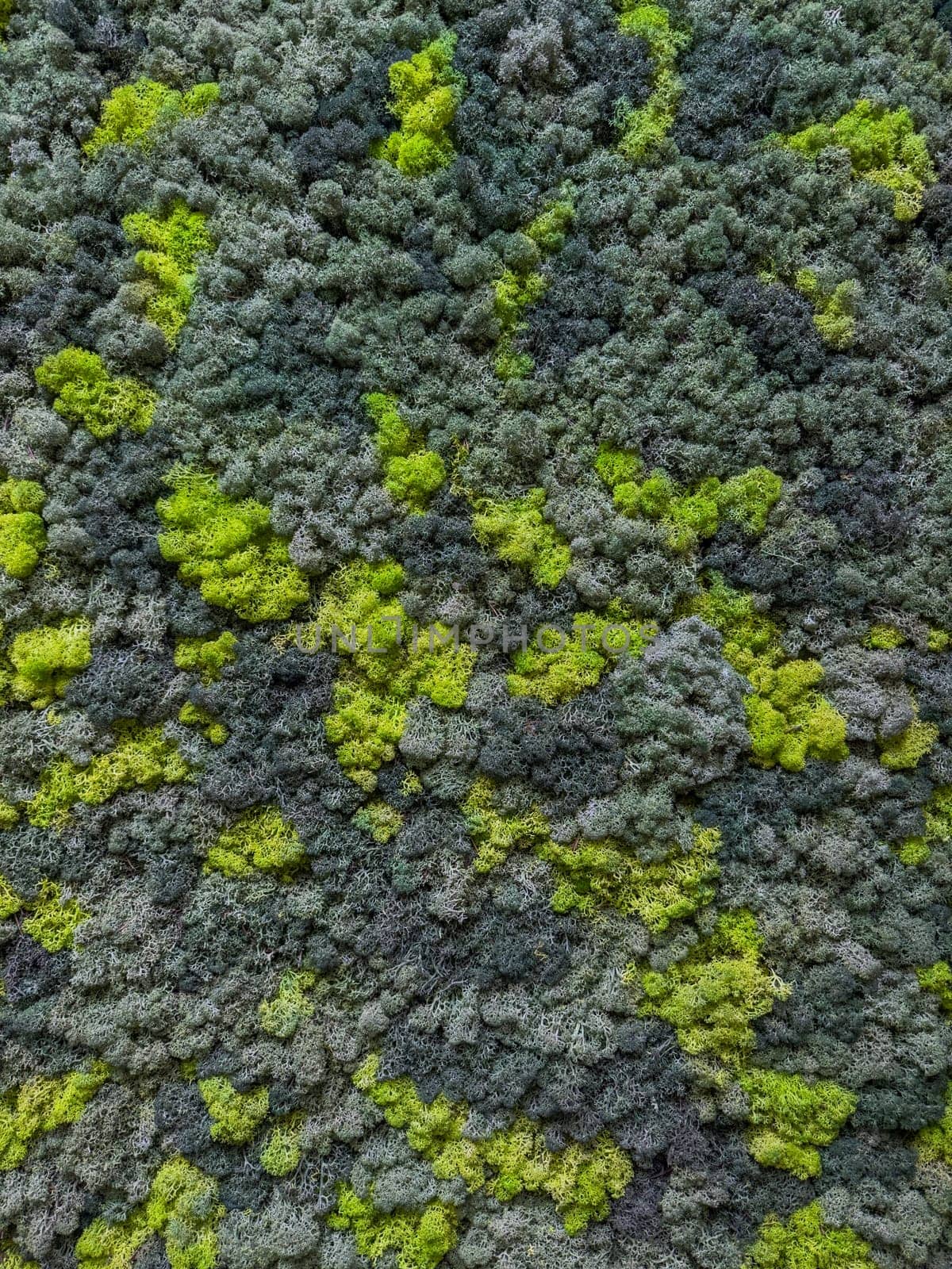 close up view of a canvas made of natural moss of different colors, high resolution by vladimirdrozdin