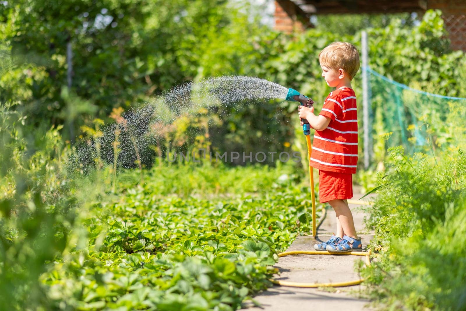 Child watering flowers and plants in garden. Kid with water hose in sunny blooming backyard. Little boy gardening. Children help parents