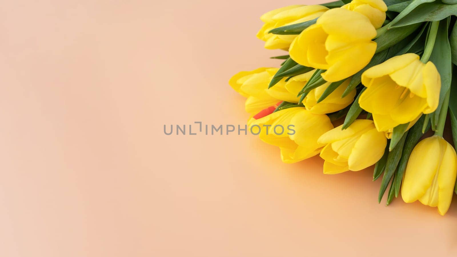 National Tulip Day. Mockup Yellow Tulip Flowers with Green Leaves. Flower Bulb Day. Space For Text. Blooming. Greeting Postcard. Design Celebration Women Day. High quality photo