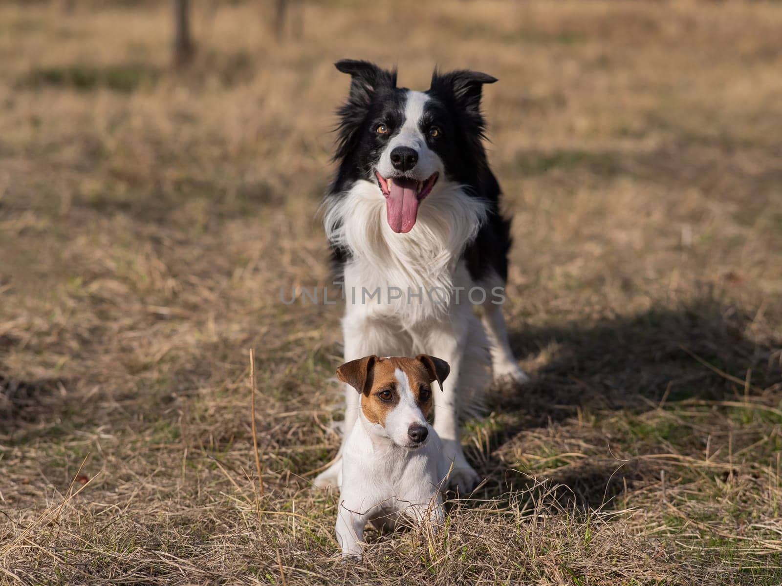 Dog jack russell terrier and border collie walking in the park in autumn. by mrwed54