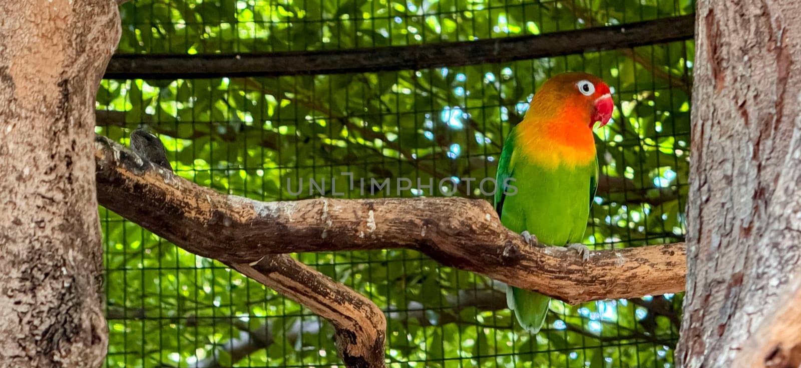 lovebirds are perched on a tree branch. This bird which is used as a symbol of true love has the scientific name Agapornis fischeri, domestic birds