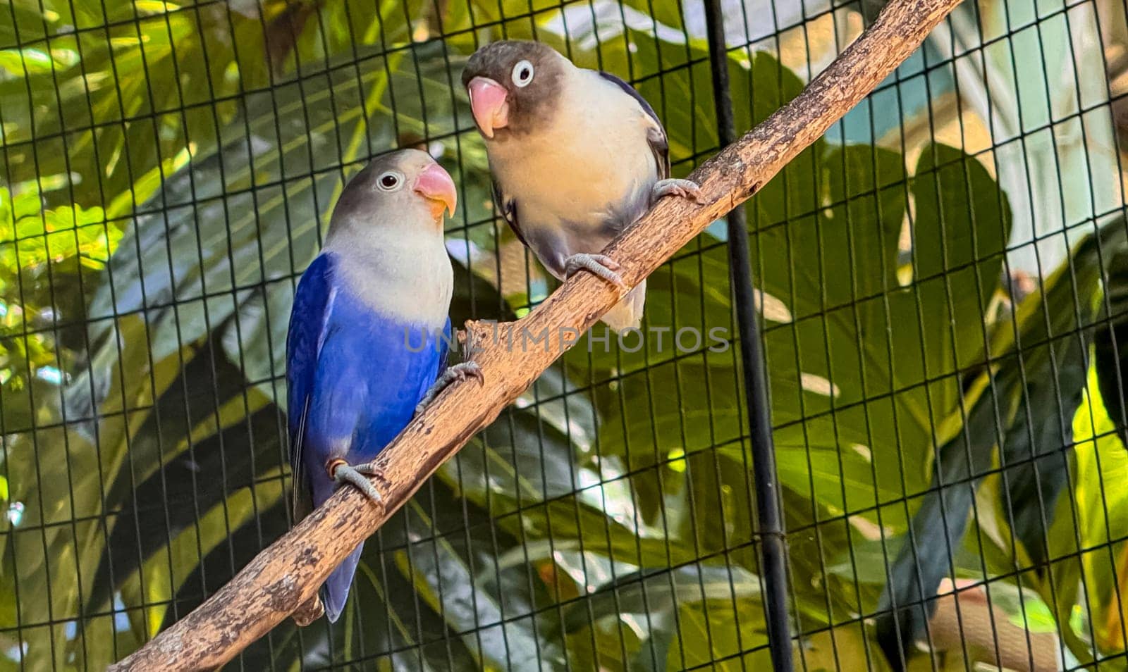 lovebirds are perched on a tree branch. This bird which is used as a symbol of true love has the scientific name Agapornis fischeri, domestic birds