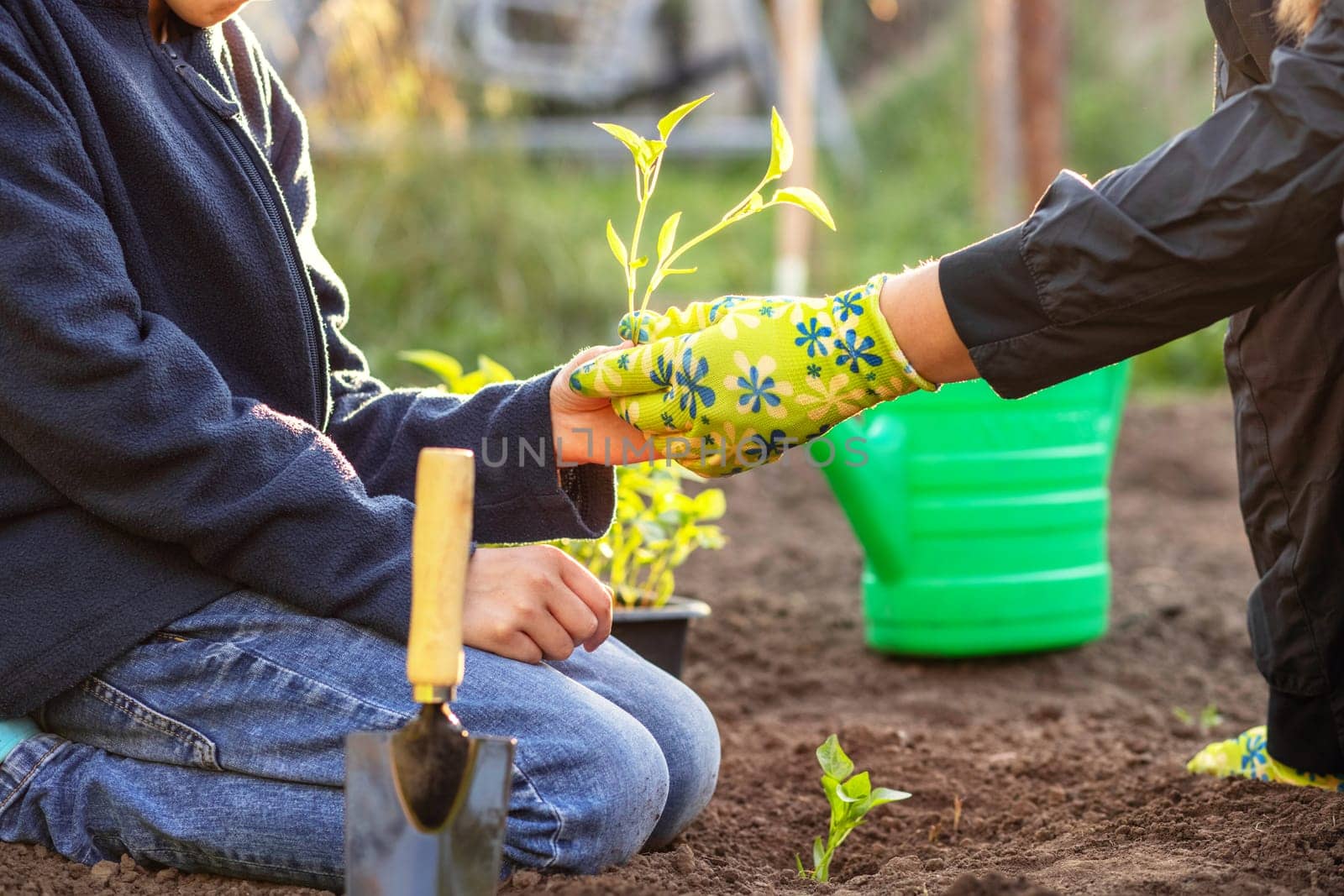 Boy helps his mother plant seedling while working together in the garden by andreyz