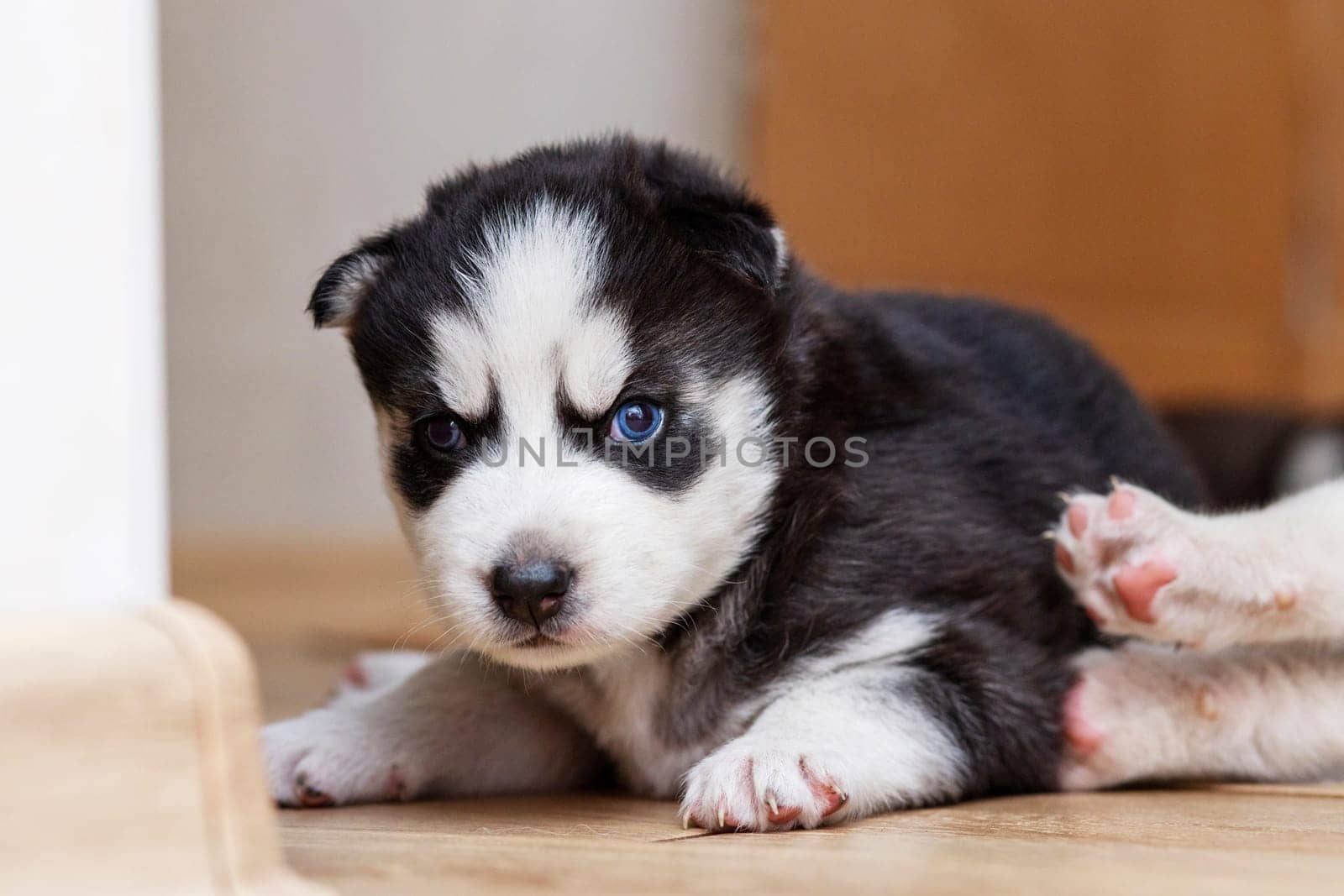 Black and white husky puppies resting on the floor in a house or apartment. Pets indoors