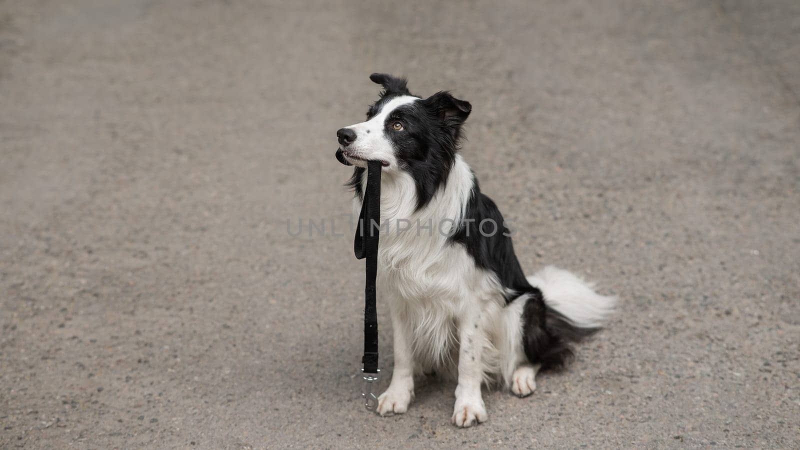 Border collie holding leash in mouth outdoors