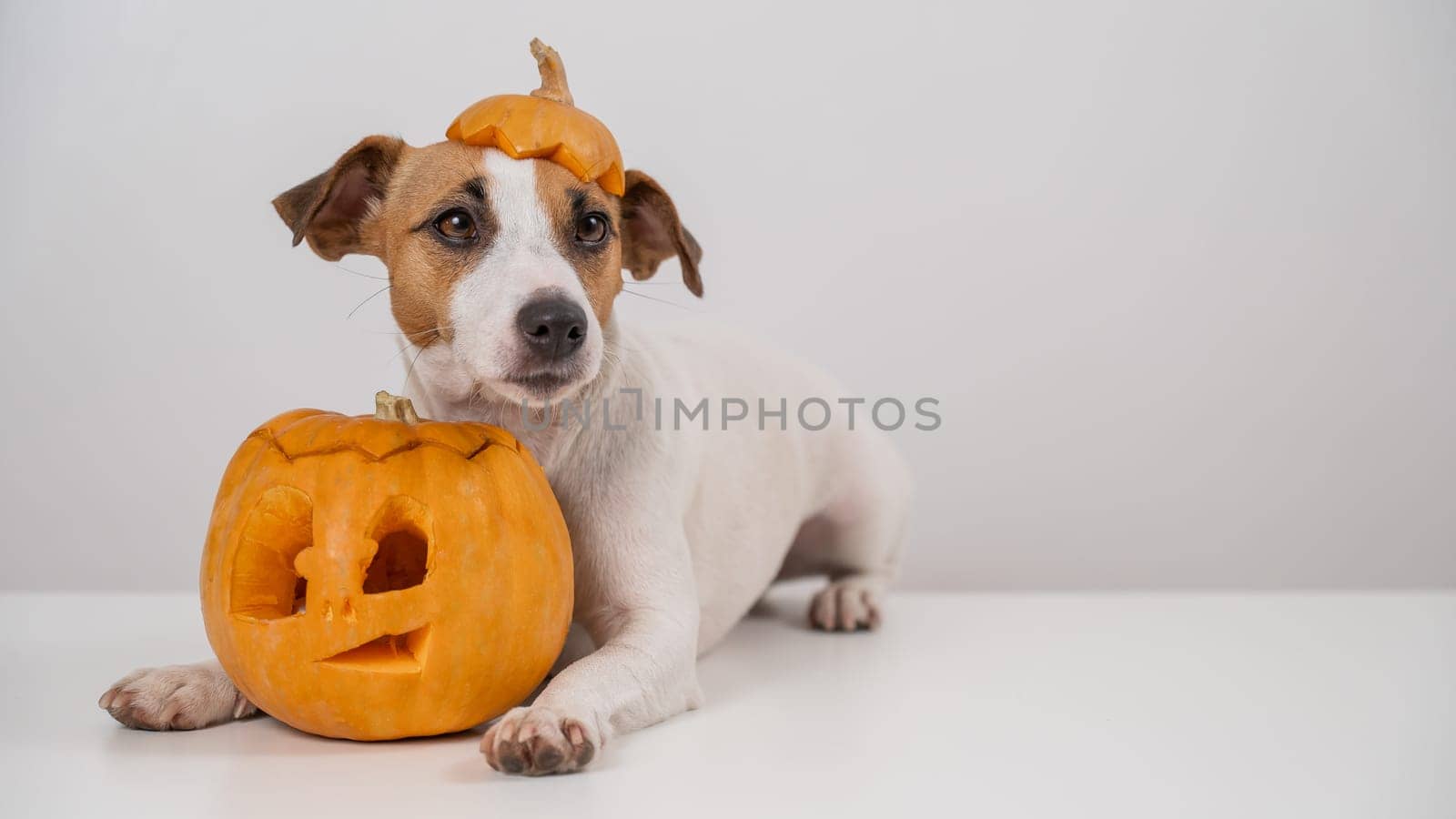 Jack Russell Terrier dog with a pumpkin cap and a jack-o-lantern on a white background