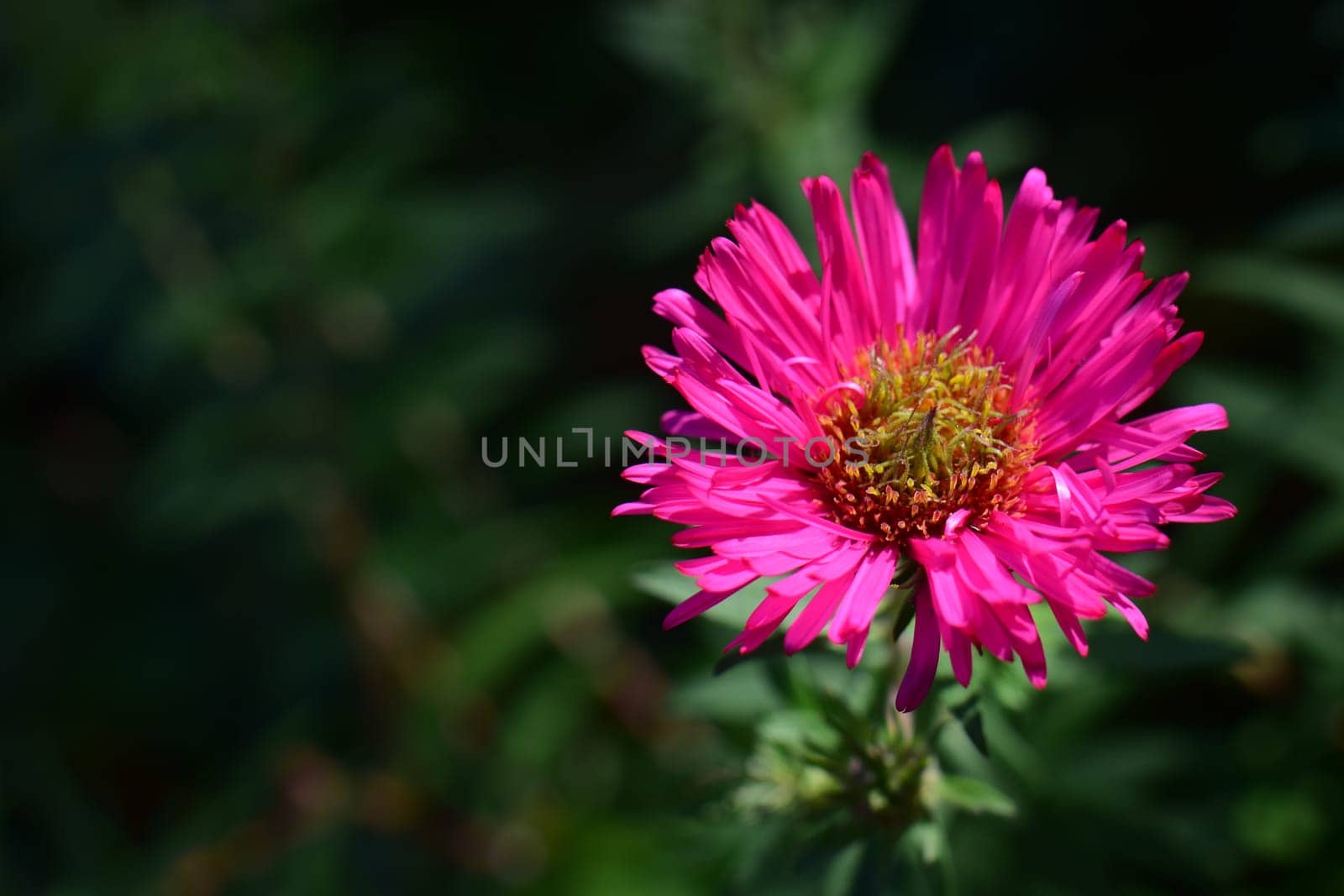 Closeup of a pink flowerblossom