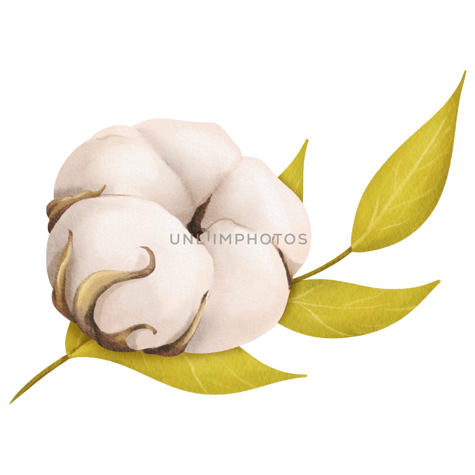 A composition featuring a delicate white cotton flower and a green branch. for botanical illustrations floral arrangements spring nature-themed designs, or eco-friendly projects. Watercolor