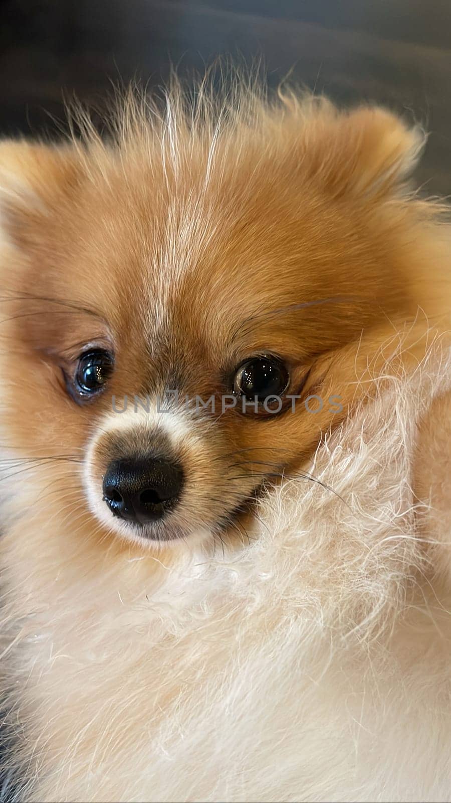 Pomeranian Spitz dog cute lovely pose smiling fluffy Pomerania spitz with rounded face, very happy good for background content by antoksena