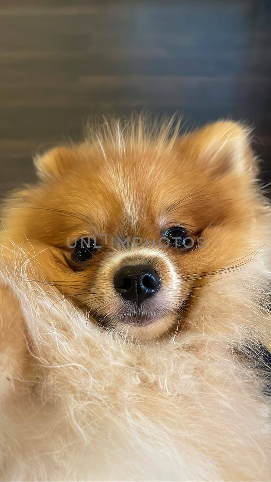 Pomeranian Spitz dog cute lovely pose smiling fluffy Pomerania spitz with rounded face, very happy good for background content close up photo