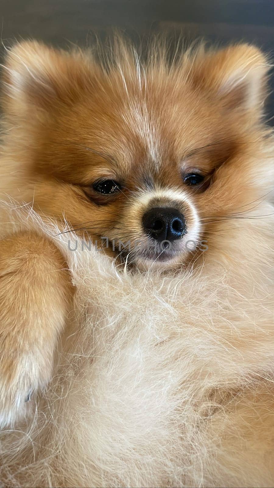 Pomeranian Spitz dog cute lovely pose smiling fluffy Pomerania spitz with rounded face, very happy good for background content by antoksena