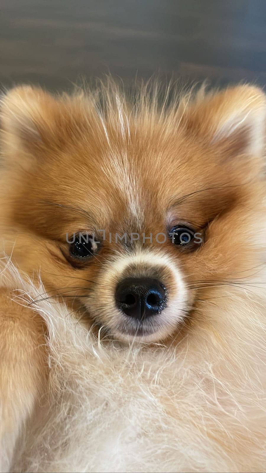 Pomeranian Spitz dog cute lovely pose smiling fluffy Pomerania spitz with rounded face, very happy good for background content close up photo