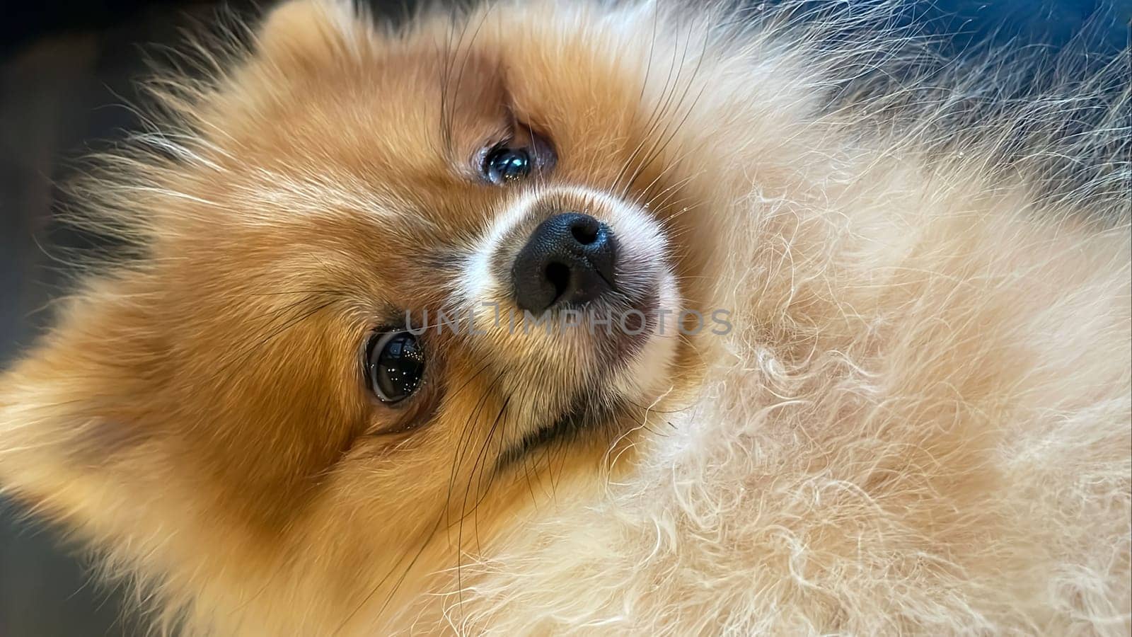 Pomeranian Spitz dog cute lovely pose smiling fluffy Pomerania spitz with rounded face, very happy good for background content close up photo