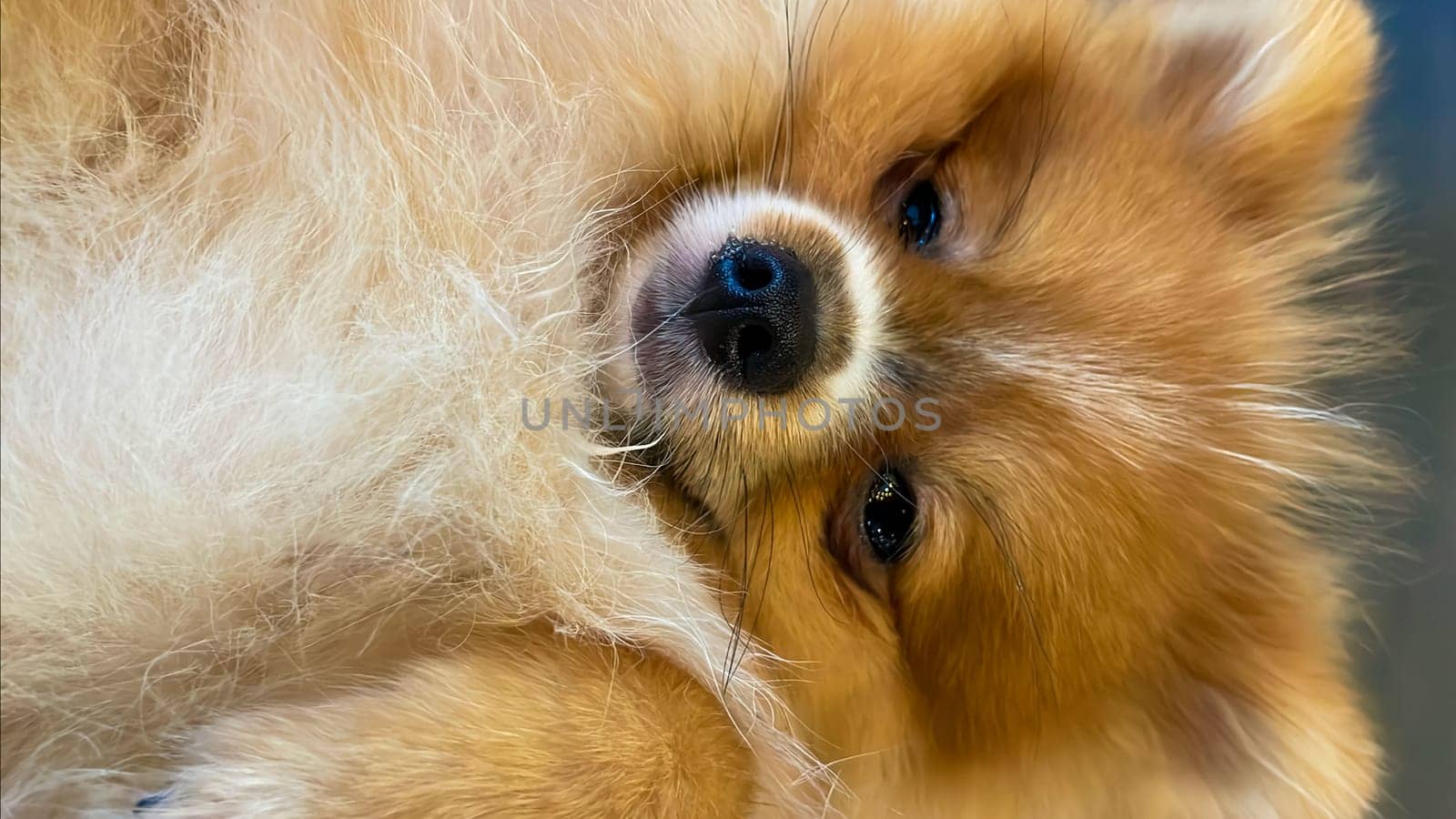 Pomeranian Spitz dog cute lovely pose smiling fluffy Pomerania spitz with rounded face, very happy good for background content by antoksena