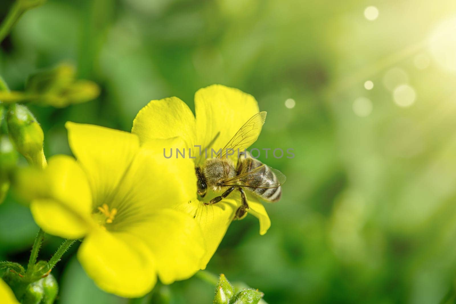 Honey bee collecting pollen and nectar from yellow flowers on a sunny spring day by Sonat