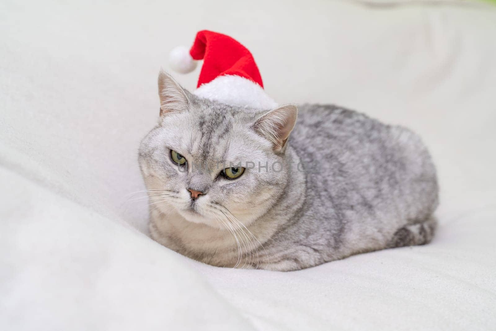 Scottish straight Christmas cat in a red santa hat sleeps on a white blanket. Pets, Christmas stories with pets