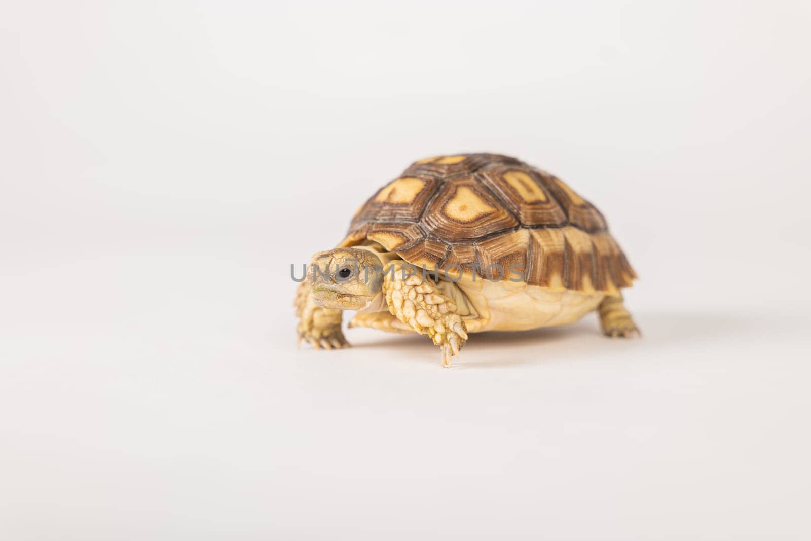 African spurred tortoise, or sulcata tortoise, is showcased in this isolated portrait against a white background. Its unique design and cute features exemplify the beauty of nature. by Sorapop