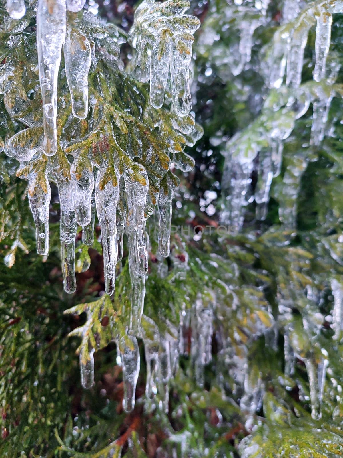 Very long icicles on evergreen thuja branches close-up. Icicles from water ice on leaves of bush tree on winter day. Frozen branches. ice-covered coniferous plant. Nature background. Natural backdrop