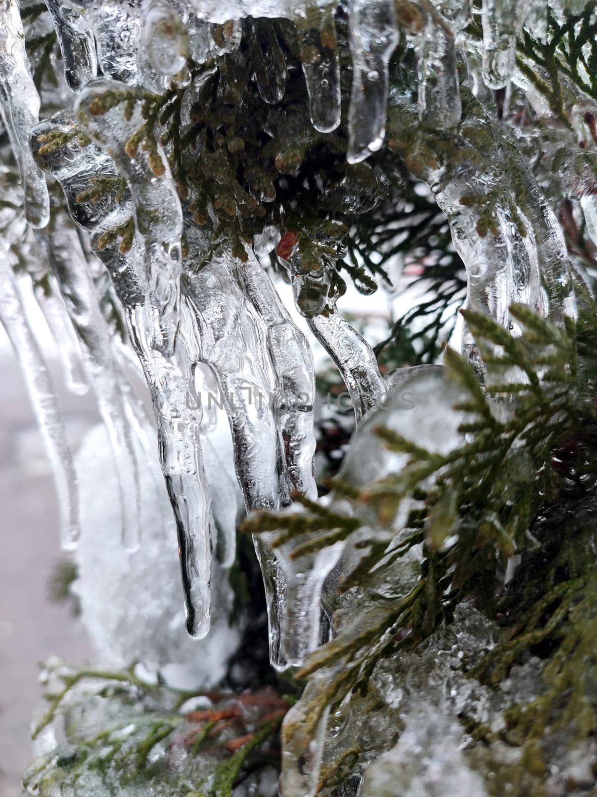 Long icicles evergreen thuja branches close-up Water ice leaves bush tree winter by Mari1408