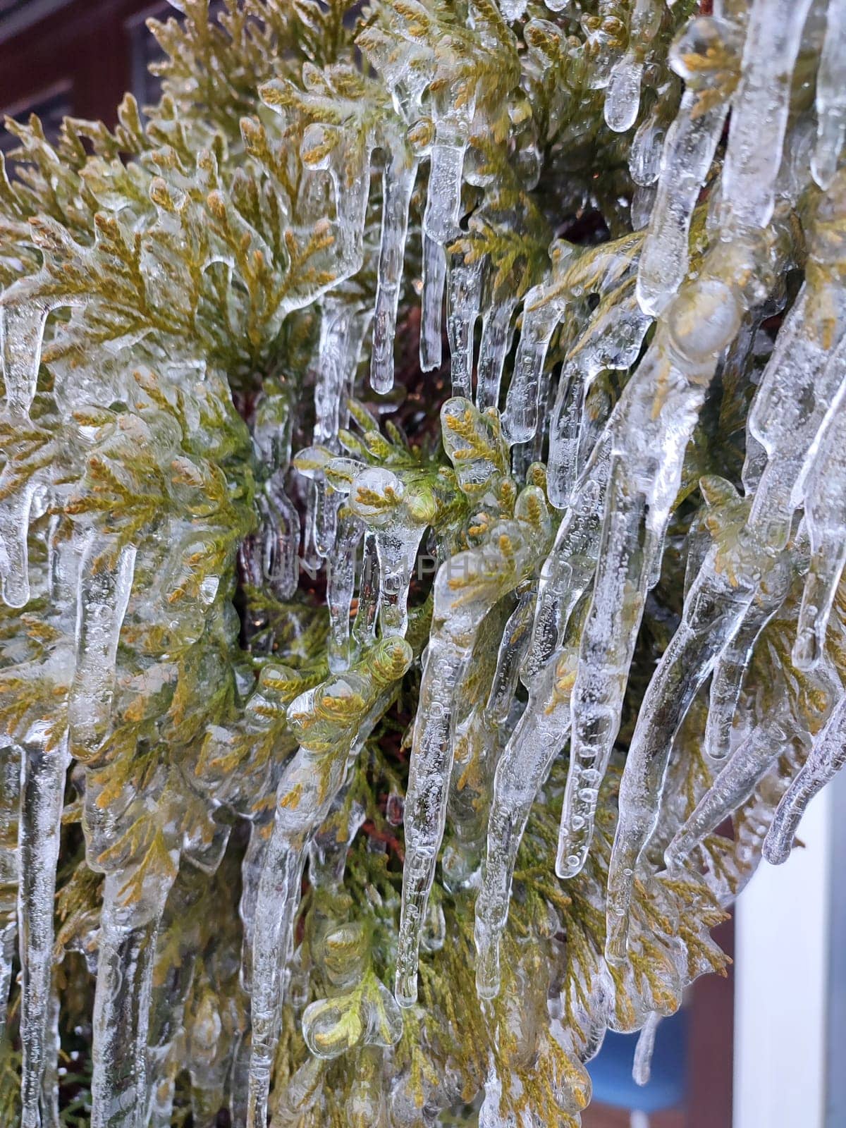 Long icicles evergreen thuja branches close-up Water ice leaves bush tree winter by Mari1408