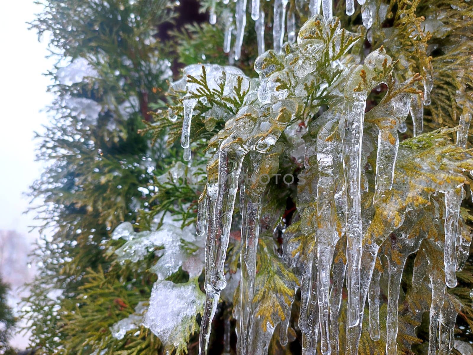 Very long icicles on evergreen thuja branches close-up. Icicles from water ice on leaves of bush tree on winter day. Frozen branches. ice-covered coniferous plant. Nature background. Natural backdrop