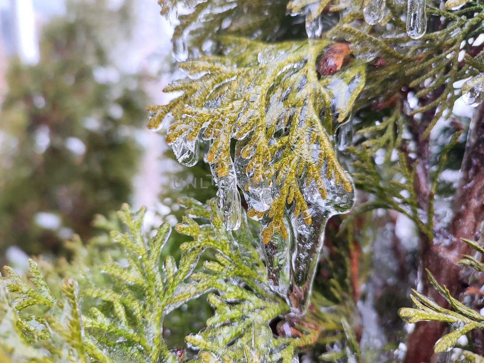 Very long icicles on evergreen thuja branches close-up. Icicles from water ice on leaves of bush tree on winter day. Frozen branches. ice-covered coniferous plant. Nature background. Natural backdrop