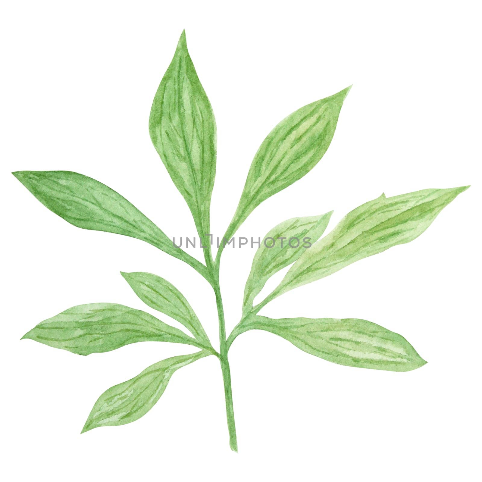 Peony leaves watercolor hand drawn painting. Realistic botanical clipart, floral arrangement. Chinese national symbol illustration. Perfect for card design, wedding invitation, print, textile, packing.