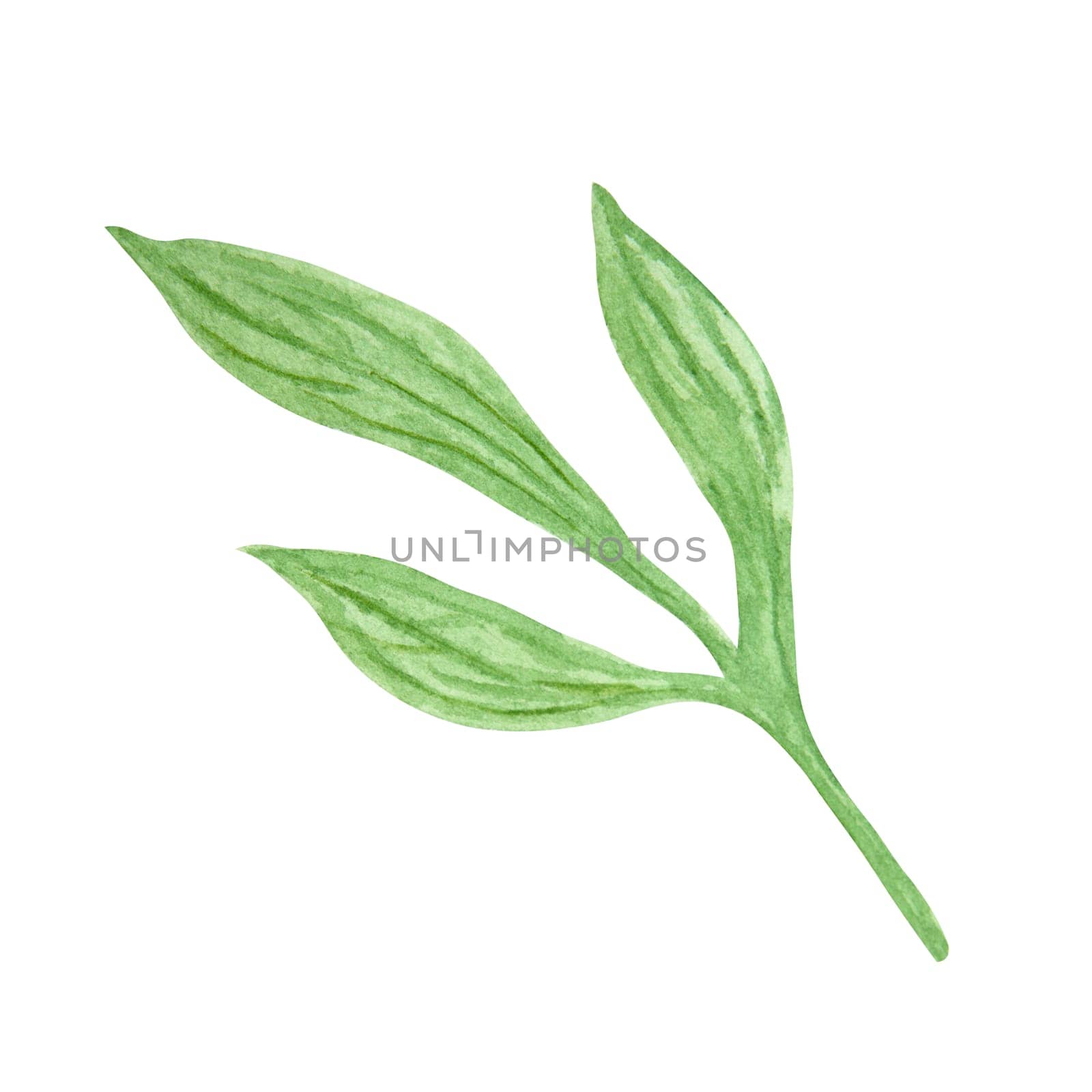 Peony leaves watercolor hand drawn painting. Realistic botanical clipart, floral arrangement. Chinese national symbol illustration. Perfect for card design, wedding invitation, print, textile, packing by florainlove_art
