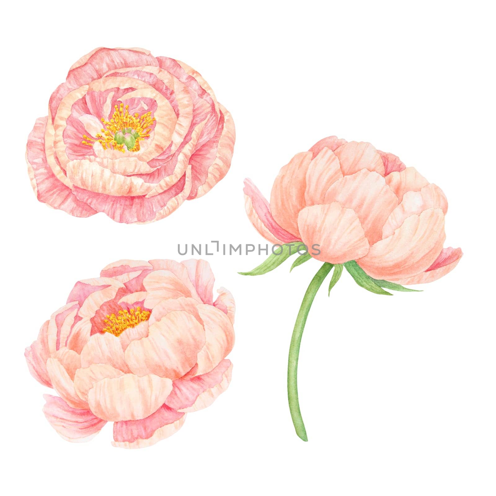 Peach peony watercolor hand drawn painting. Realistic flower clipart, floral arrangement. Chinese national symbol illustration. Perfect for card design, wedding invitation, prints, textile, packing by florainlove_art