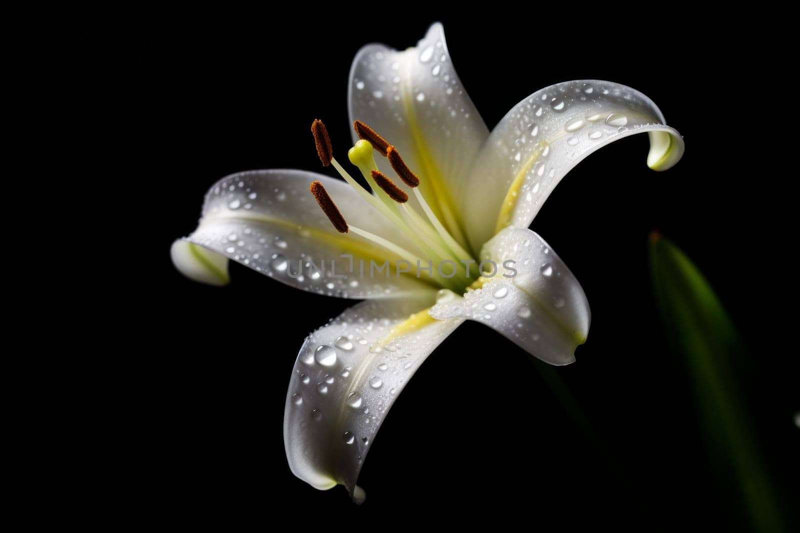 Lily flower in water drops. Generate Ai by ylivdesign