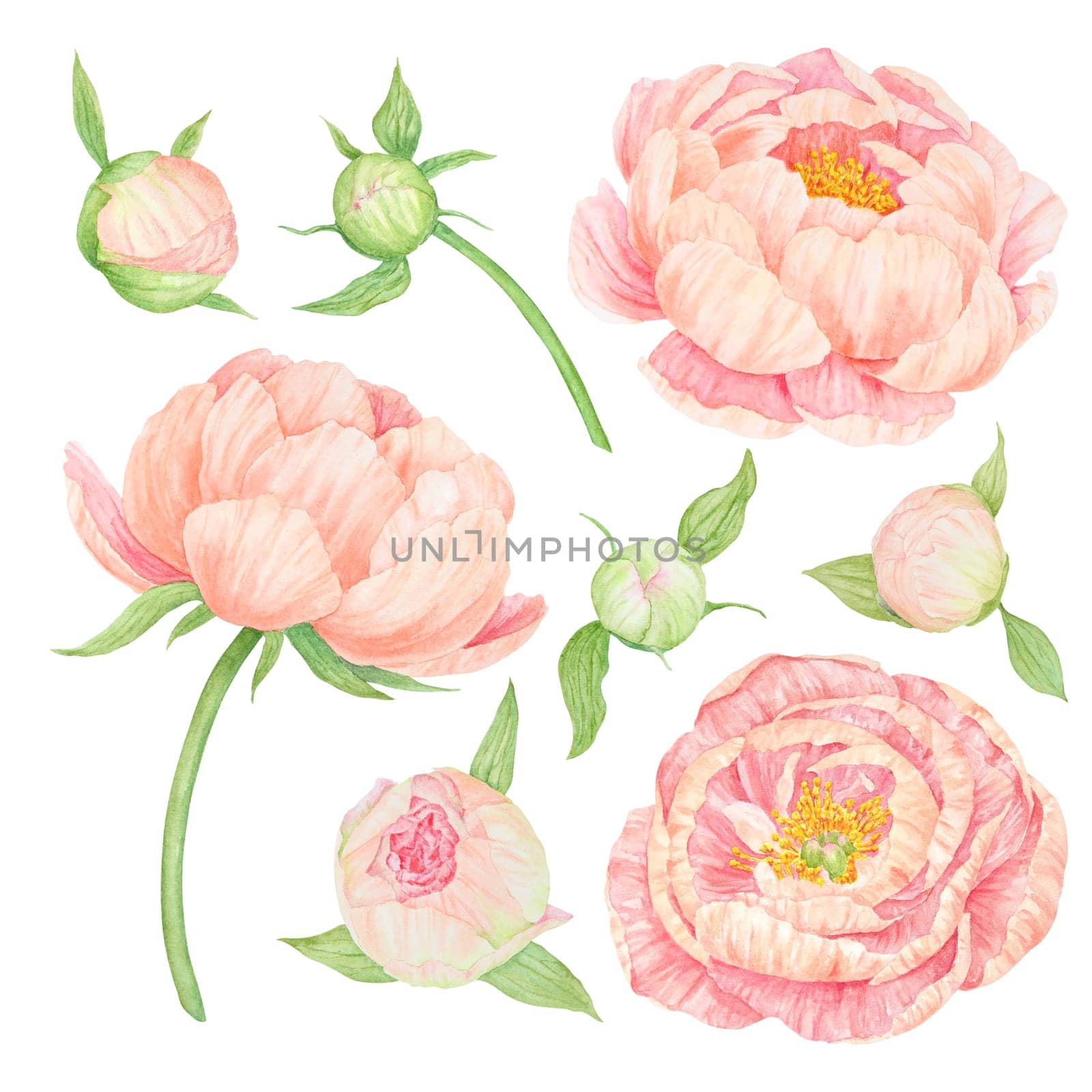 Big set of peach peony watercolor hand drawn painting. Realistic flower clipart, floral arrangement. Chinese national symbol illustration. Perfect for card design, wedding invitation, prints, textile by florainlove_art