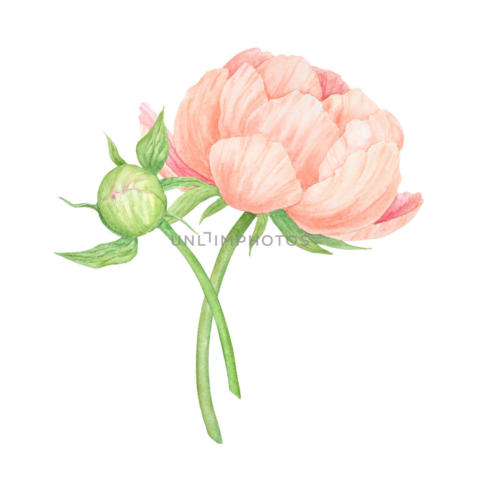 Peach peony watercolor hand drawn painting. Realistic flower clipart, floral arrangement. Chinese national symbol illustration. Perfect for card design, wedding invitation, prints, textile, packing.