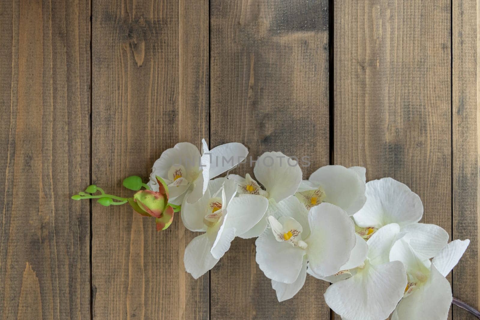 top view of white orchid on wooden background. artificial white flower. copy space. soft focus by Leoschka