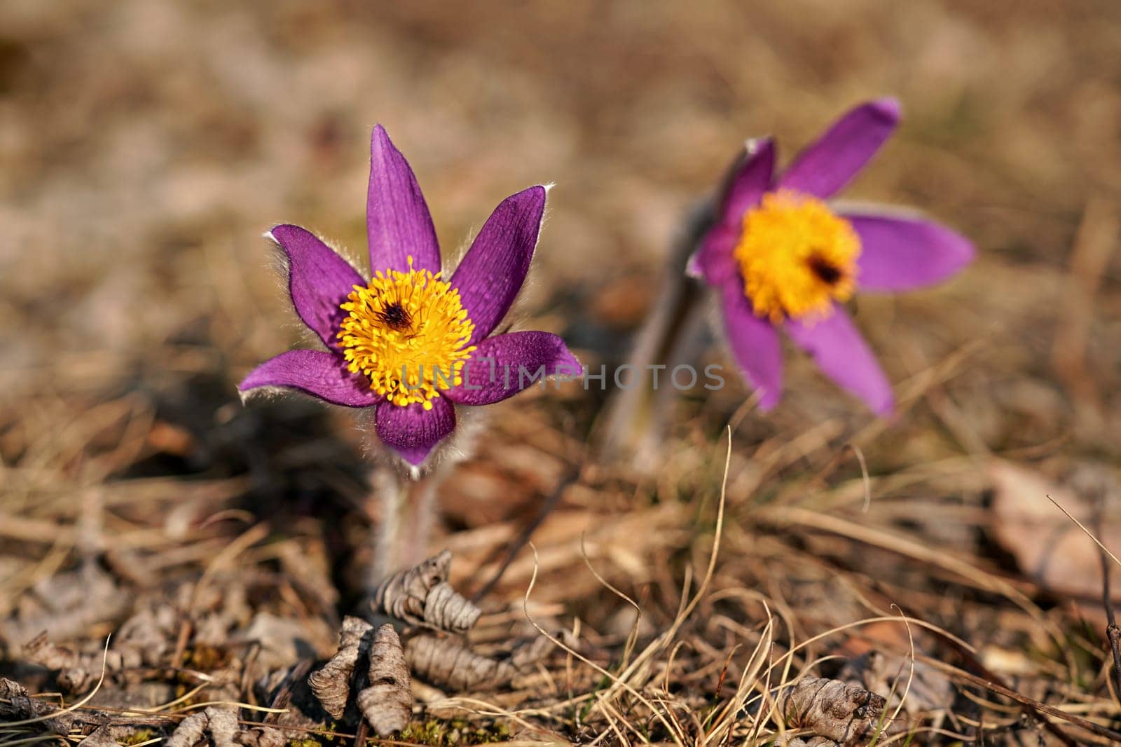 Purple and yellow greater pasque flower - Pulsatilla grandis - growing in dry grass, sun shines on, close up detail