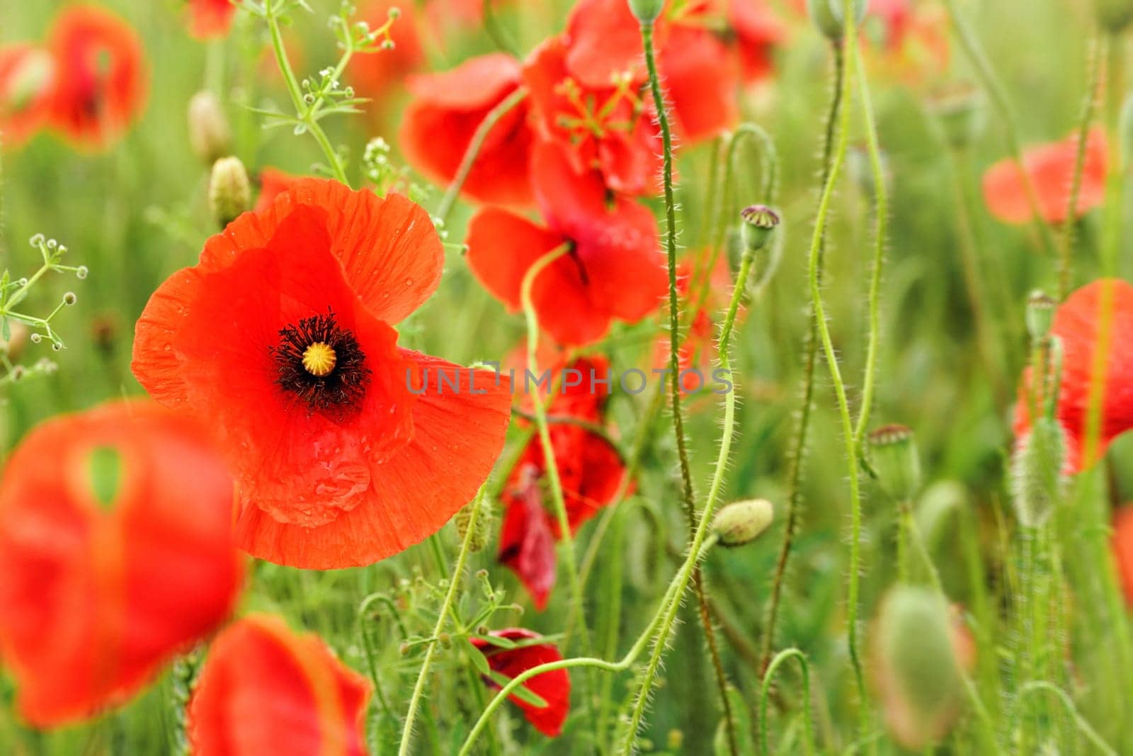 Bright red poppies growing in green field, closeup on blooming flower head by Ivanko