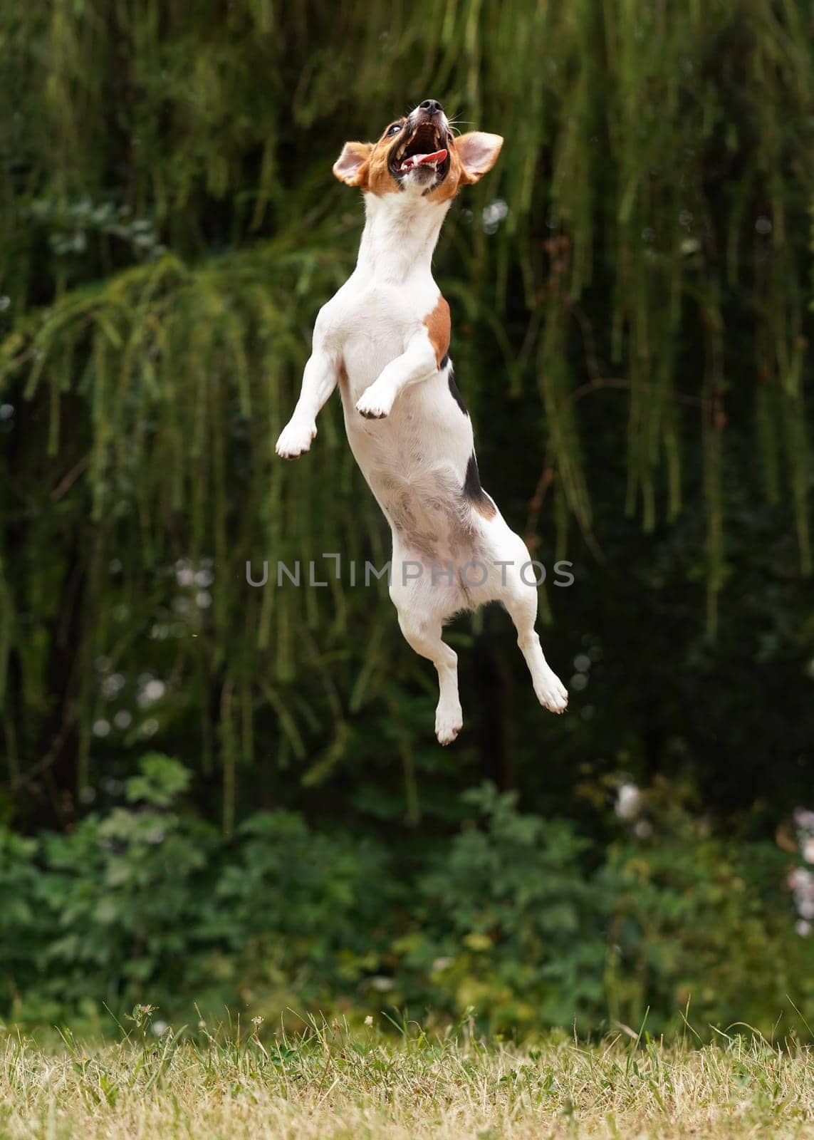 Small Jack Russell jump vertical high in air, tongue out, her ears flying to sides - funny pose, blurred trees background