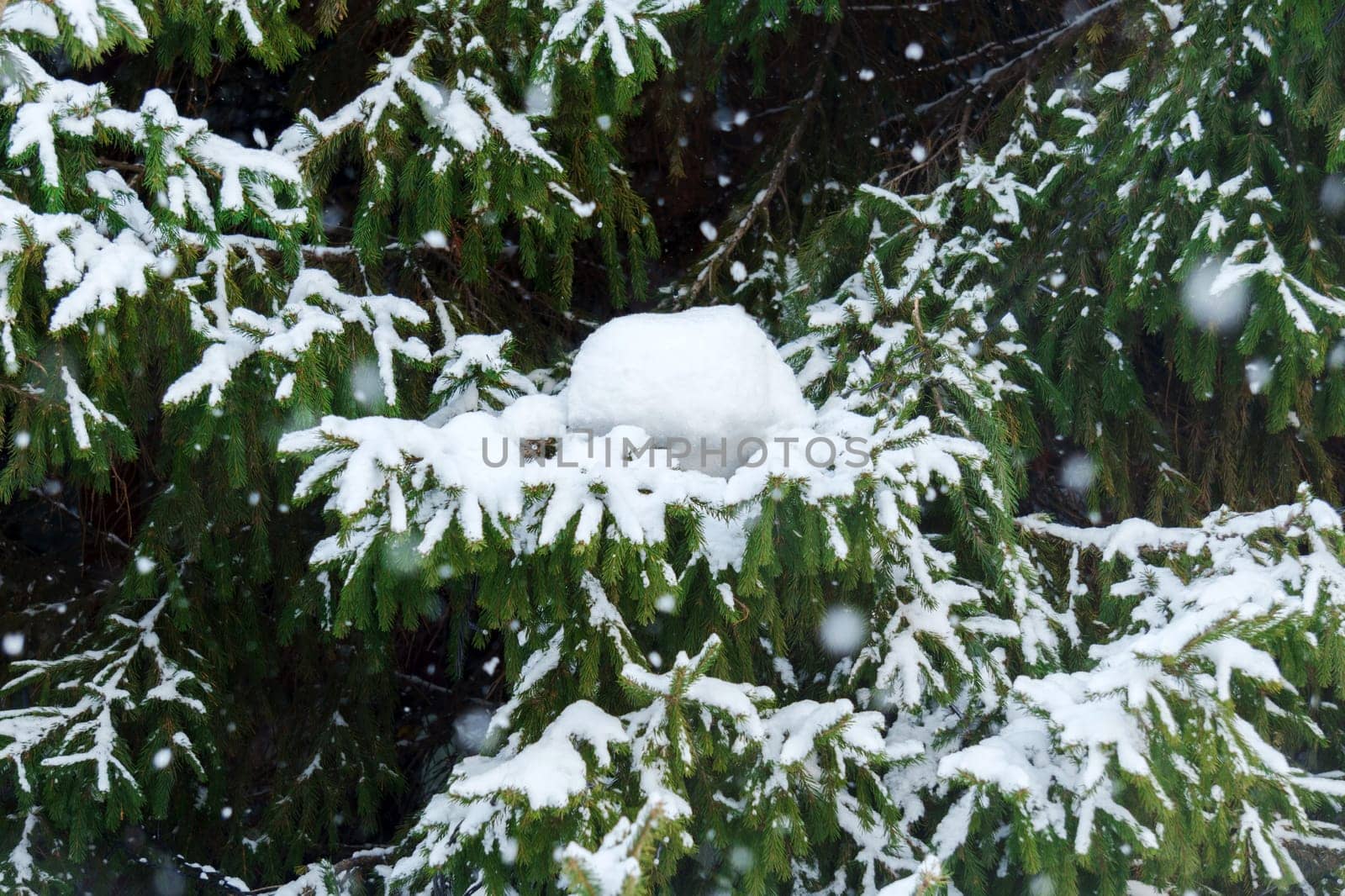 Snow-covered pine tree, standing tall amidst a winter wonderland, adorned with a thick layer of glistening snow. by darksoul72