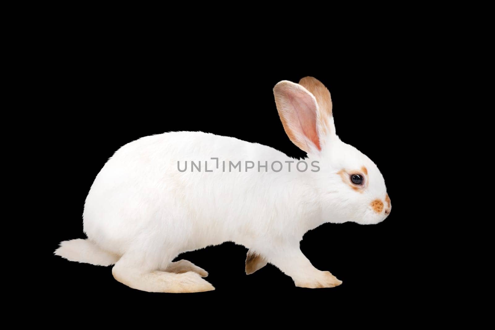 white rabbit isolated on black by drakuliren