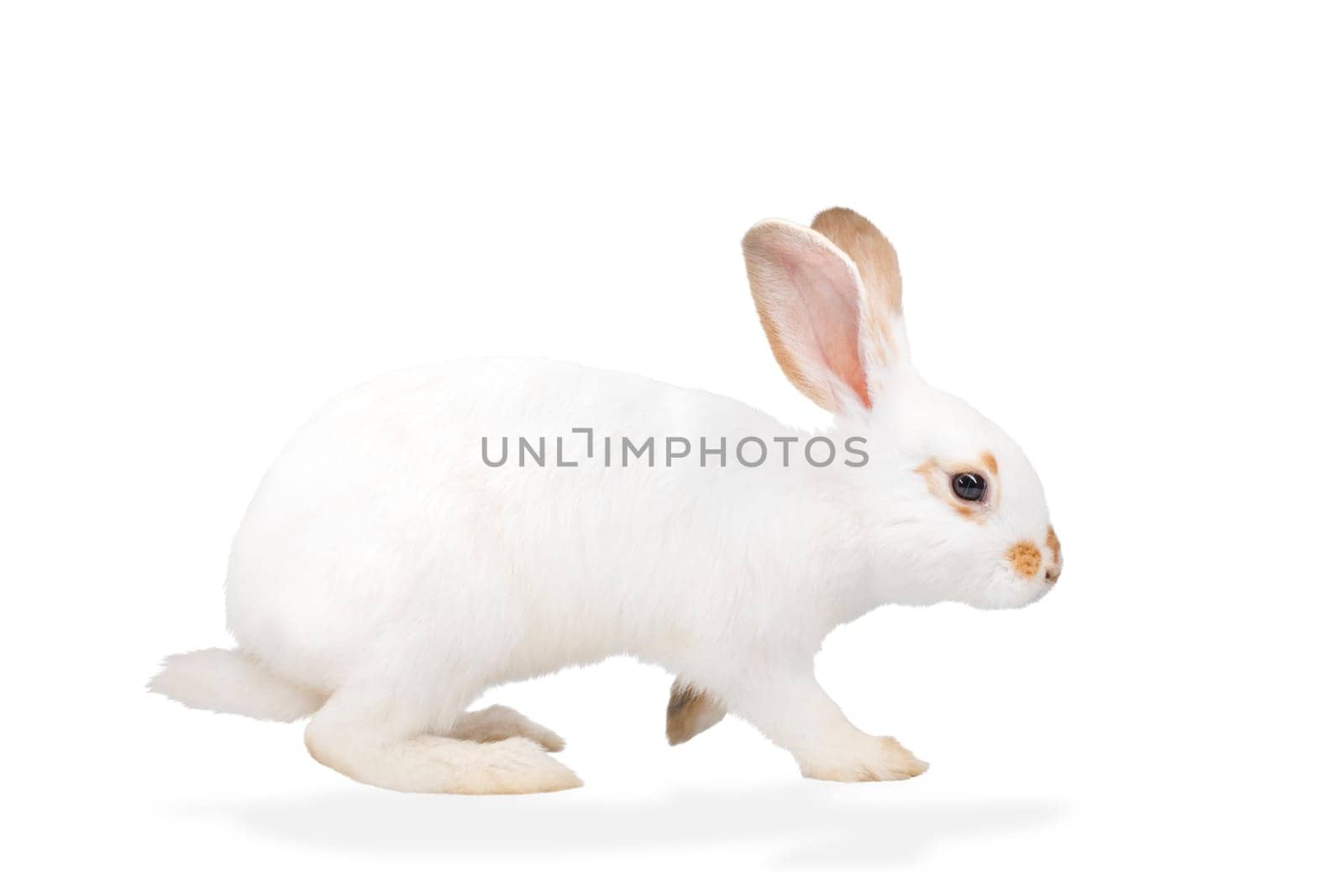 white rabbit isolated on white by drakuliren