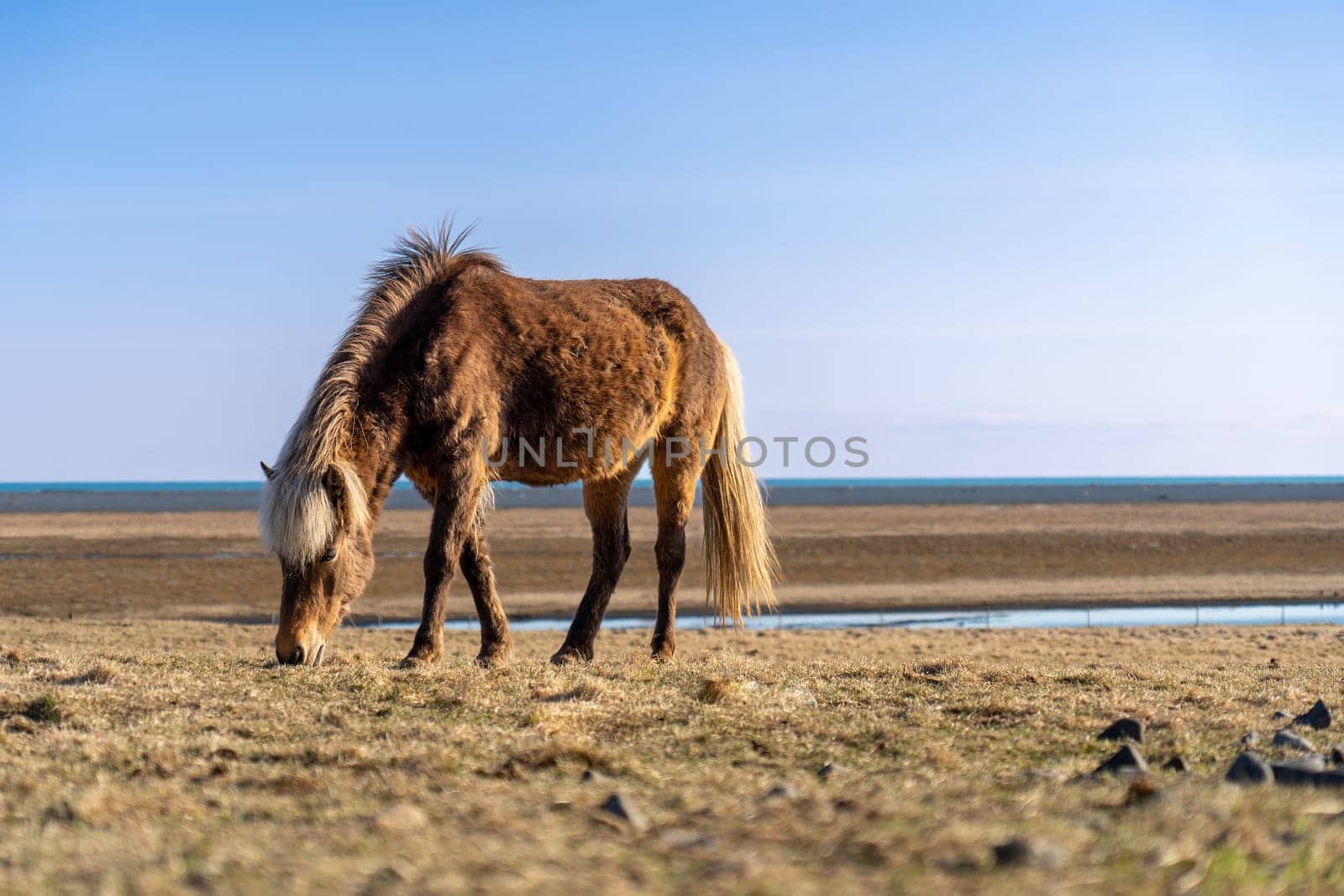 Lone brown horse in an Icelandic meadow at the beginning of spring by LopezPastor