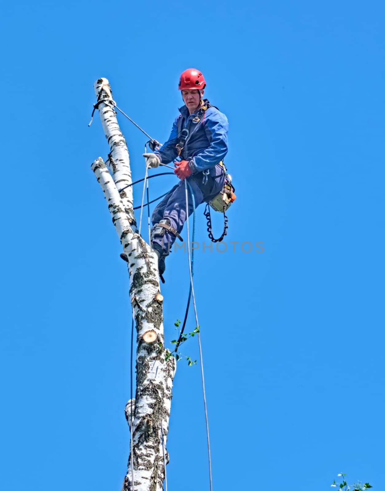 russia 2020. An arborist cutting a tree with a chainsaw. color by lempro