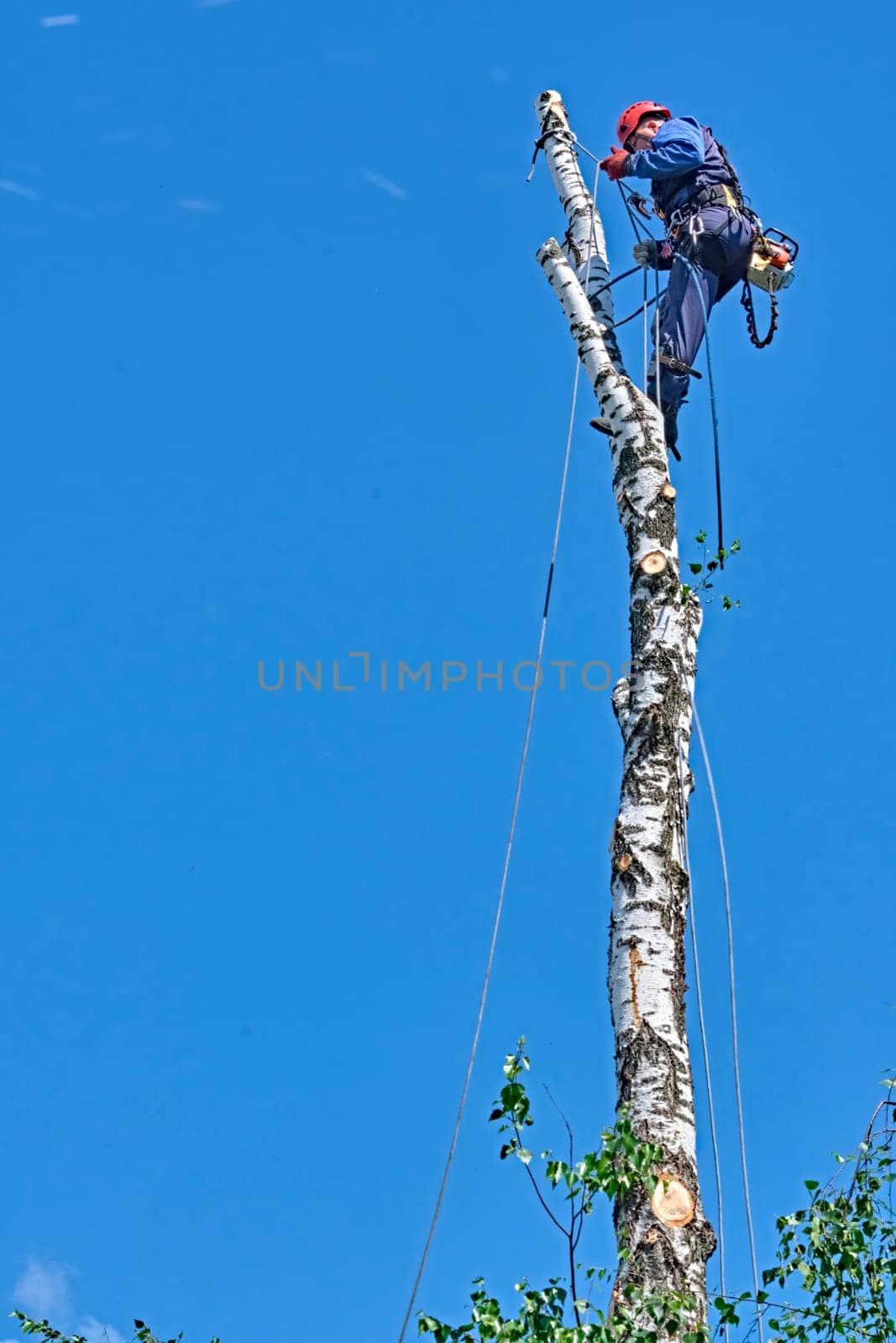 russia 2020. An arborist cutting a tree with a chainsaw